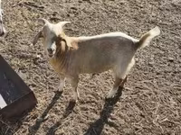 Billy Goat, Goats — photo 5