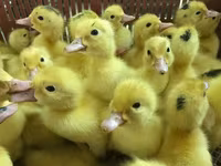 Ducks — zdjęcie 6