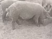 Verro, Мангалица — foto 3
