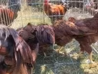 Chickens — 4-сурет