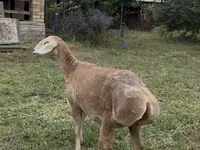 Qoyun, Arashan sheep — foto 3