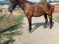 Kanca, Hungarian horse breed — 5. fotó