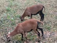 भेड़, Cameroon sheep — फ़ोटो 4
