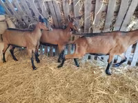 Nőstény kecske, Alpine goat — 2. fotó