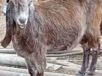 Ziege, Damask goat — Foto 4