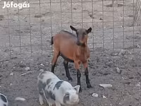 Nőstény kecske, Alpine goat — 1. fotó