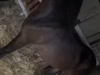 Cavalo, Cavalos — foto 3