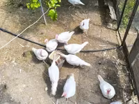 Turkeys — foto 4