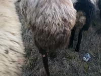 Kos, Blackheaded Persian sheep — 5. fotó