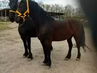Cavalo, Friesian — foto 4