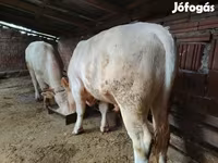 ثور, Charolais cattle — الصورة 2