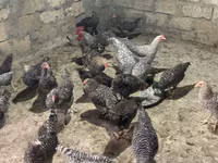 Chickens — 照片 1