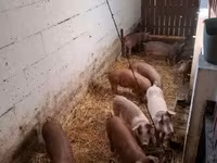 公猪, Pigs — 照片 1