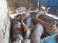 Sow, Pigs — photo 2