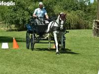 Kanca, Lipizzaner — 5. fotó