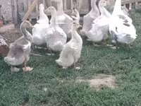 Geese — foto 1