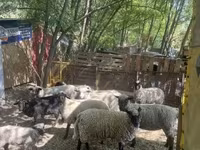 نعجة, White Suffolk sheep — الصورة 6