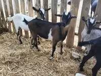 公山羊, Goats — 照片 5