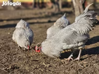 Araucana — photo 5