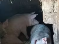 Eber, Schweine — Foto 1