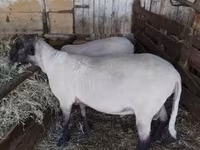 公羊, Tsigai sheep — 照片 5