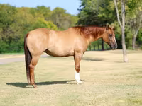 Kanca, Quarter Horse — 1. fotó
