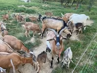 山羊（批次，未指定性别）, Goats — 照片 4