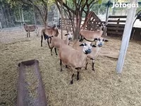 Schaf, Cameroon sheep — Foto 5