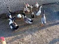 Ducks — 4. fotó
