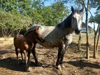 母马, Horses — 照片 7