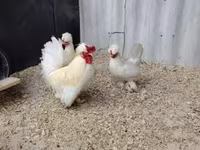 Chickens — 2-сурет