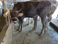 Krowa, Russian Black pied cattle — zdjęcie 6