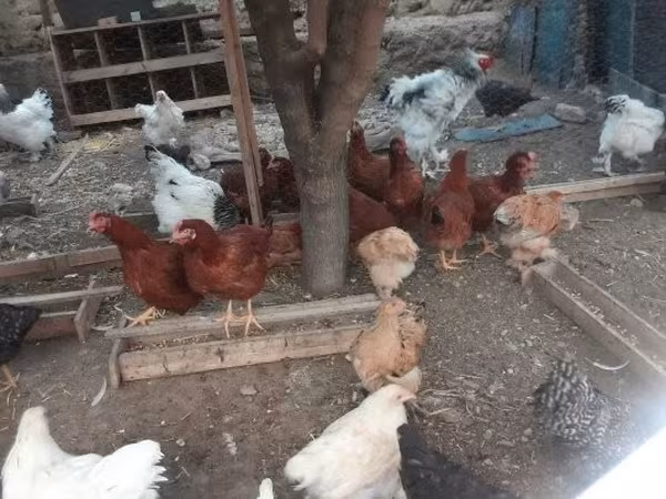 براهما