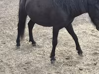 母马, Horses — 照片 1