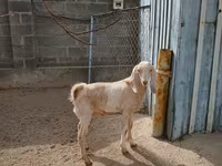 Nőstény kecske, Kamori goats — 4. fotó