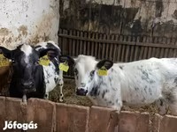Cow, Holstein breed — photo 4