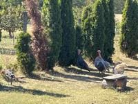 Turkeys — photo 1