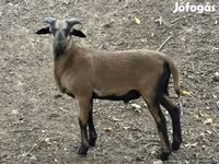 Kos, Cameroon sheep — 2. fotó