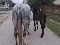 母马, Friesian — 照片 6