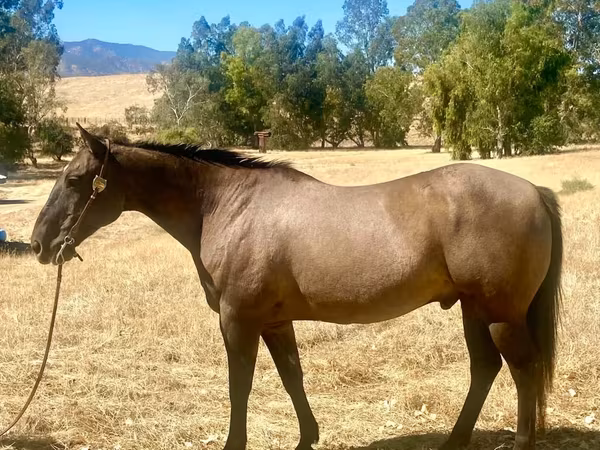 Hing, Quarter Horse