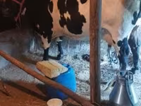 गाय, Russian Black pied cattle — फ़ोटो 2