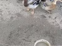 Ducks — photo 3