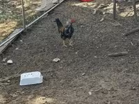 Chickens — foto 4