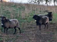 Carnero, Romanov sheep — foto 1