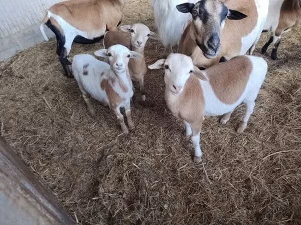 绵羊（批次，未指定性别）, Cameroon sheep