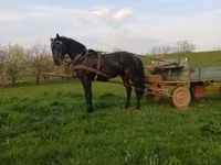 公马, Nonius horse — 照片 3