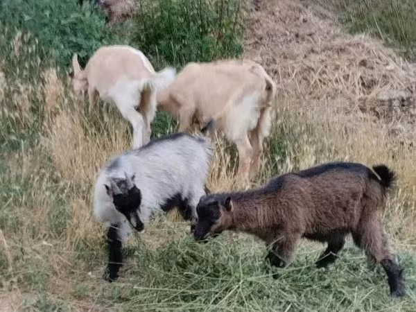 山羊（批次，未指定性别）, Goats