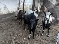 公山羊, Goats — 照片 1