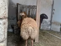 母羊, Sheep — 照片 8