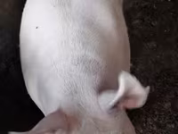 Pigs (batch, sex not specified), Pigs — photo 3